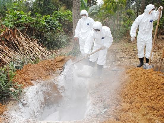 Xuất hiện dịch cúm A/H5N1 trên đàn gia cầm tại Hà Giang