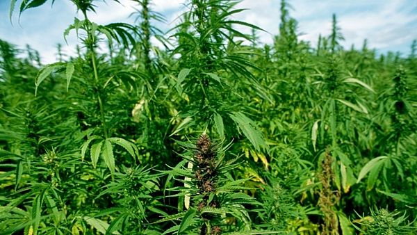 Nhổ, thu giữ hơn 50kg c&acirc;y cần sa