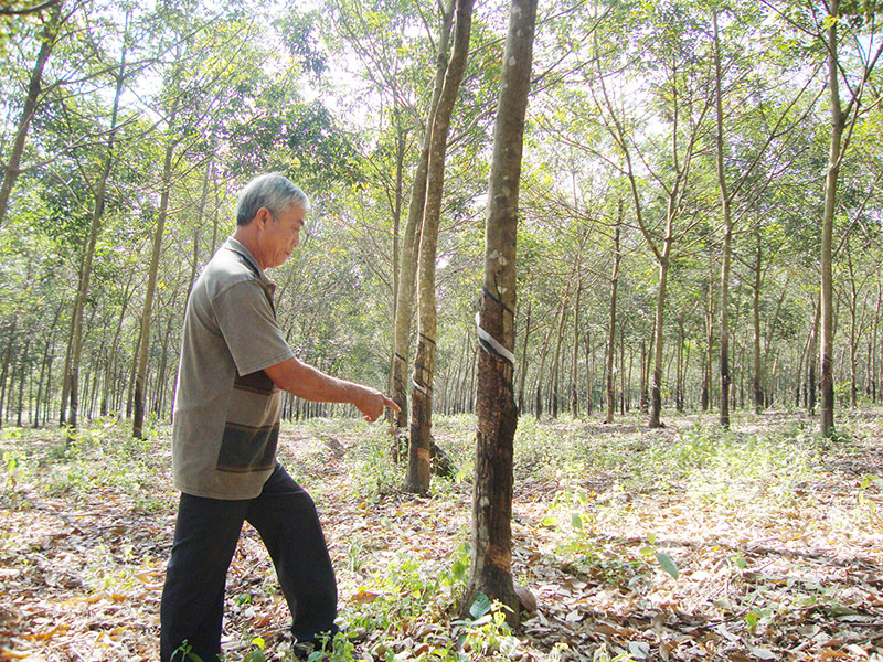 Dân khổ vì dự án “trùm mền”