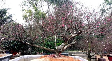 Đào cổ thụ giá thuê 30 triệu đồng