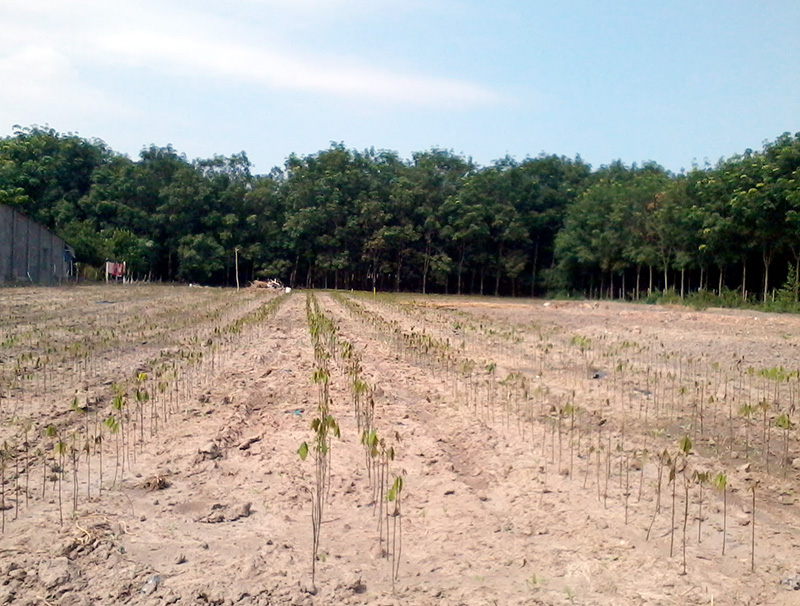 Những h&agrave;nh vi bị nghi&ecirc;m cấm trong sử dụng đất