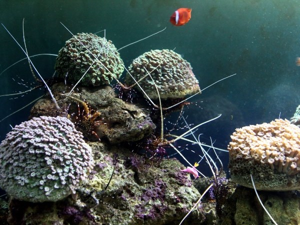 Công bố chiến lược bảo vệ tài nguyên, môi trường biển