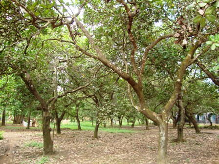 Diện tích điều ở Bù Đăng giảm 872 ha