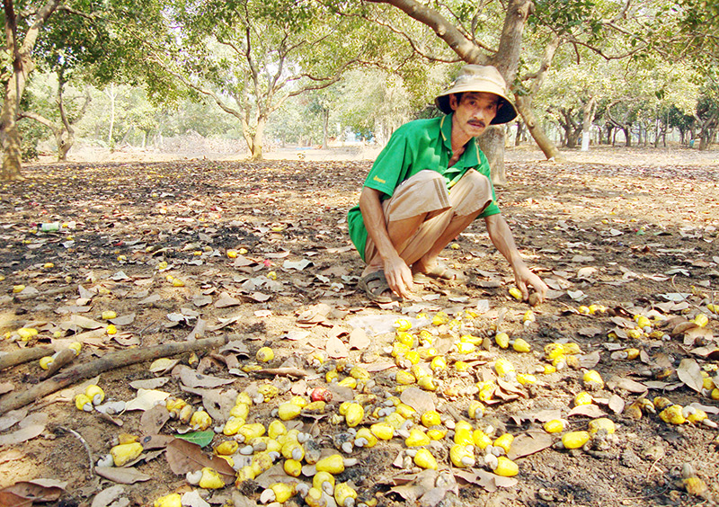 Điều ghép cho năng suất cao