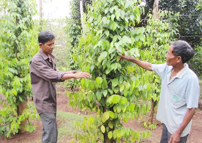 Đồng bào Xêtiêng ấp Thiện Cư giữ đất để thoát nghèo