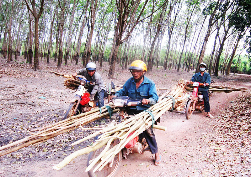 Đổ xô tìm đào cây lồng mức