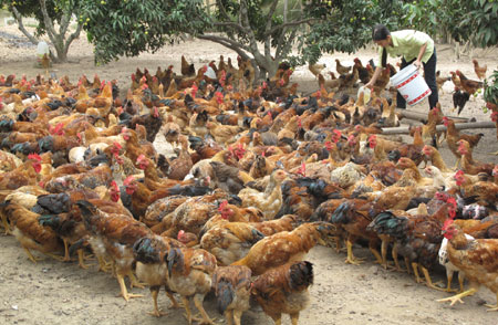 300 triệu đồng hỗ trợ nông dân nuôi gà