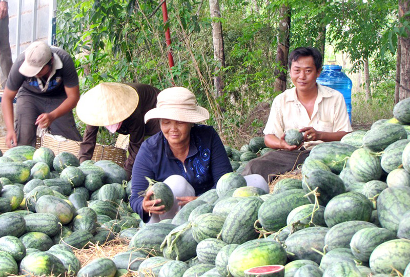 Dưa hấu mất giá, mất mùa