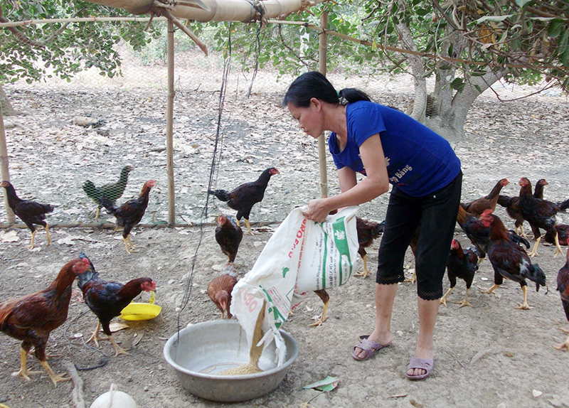 Dự án gà thả vườn ở Đồng Phú không hiệu quả