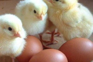 Đã chứng minh "con gà có trước, quả trứng có sau"