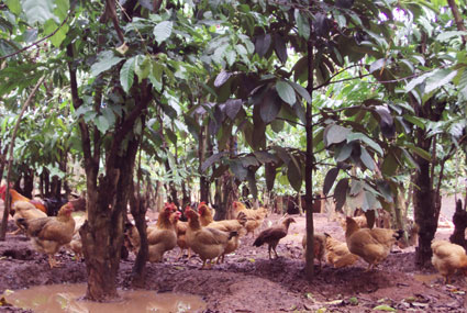 Công ty GreenFeed tìm hiểu đầu tư chăn nuôi gia cầm tại Bình Phước