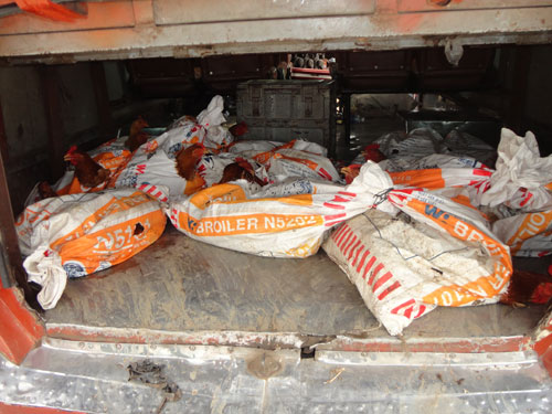 Bắt xe kh&aacute;ch chở g&agrave; kh&ocirc;ng r&otilde; nguồn gốc