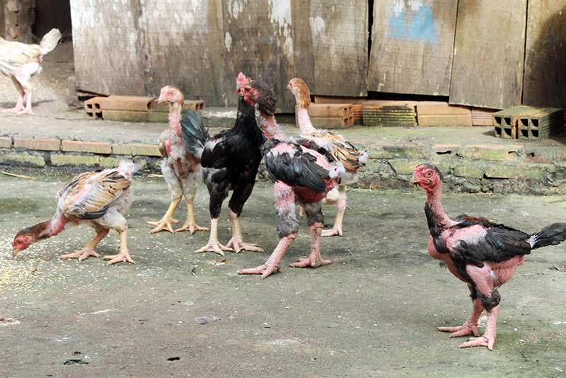 Nuôi gà Đông Tảo cho hiệu quả kinh tế cao