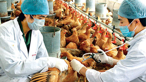 Phát hiện 8.000 con gà nhiễm virus H5N1 tại Tây Ninh