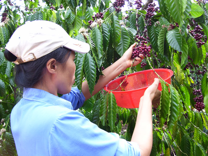 Giá cà phê tăng nhưng không nên bán ồ ạt