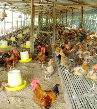 Đẩy mạnh phát triển chăn nuôi gia súc, gia cầm 