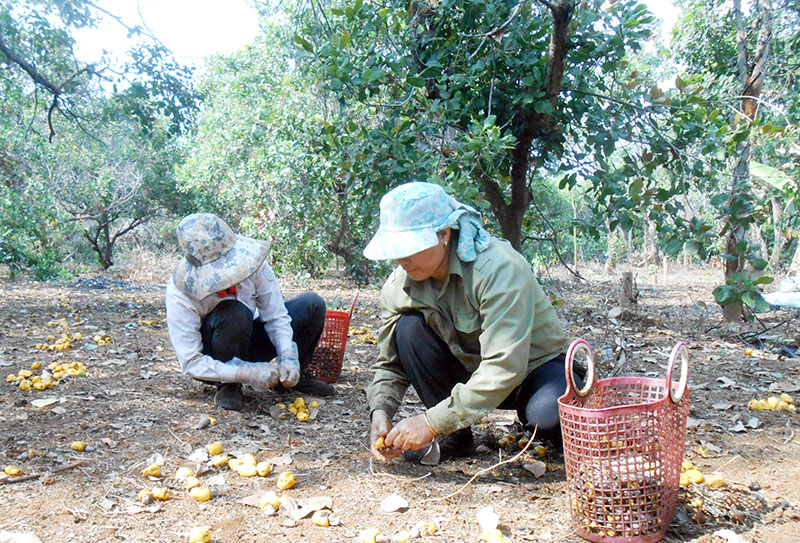 Doanh nghiệp đóng cửa kho ép giá nông dân?