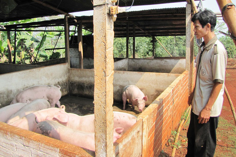 Giá heo giống tăng cao