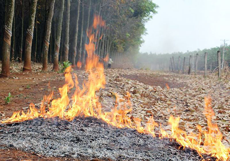 Giải pháp xử lý lớp lá cao su rụng