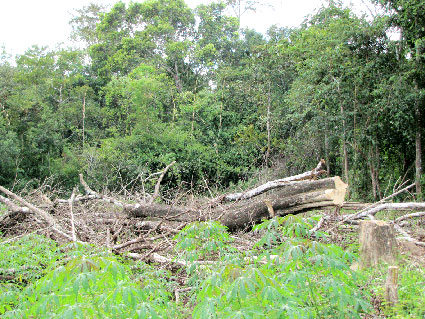 Gian nan công tác bảo vệ rừng ở Lộc Thành
