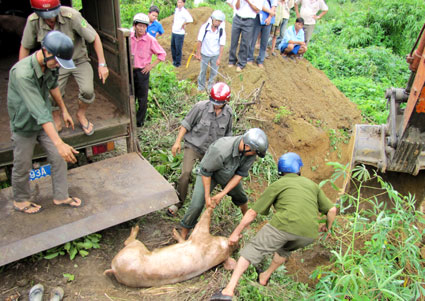 Kiểm soát chặt chẽ việc vận chuyển gia súc từ nơi khác vào địa bàn tỉnh