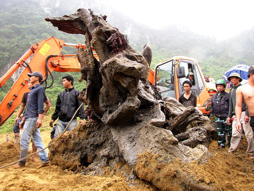 Trục vớt gốc huê 'khủng' do dân phát hiện