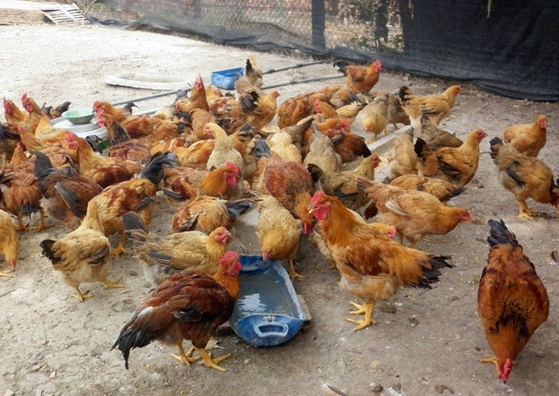 Bệnh truyền nhiễm diễn biến phức tạp