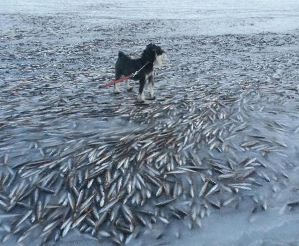 Chú chó đứng hiên ngang trên xác hàng nghìn con cá