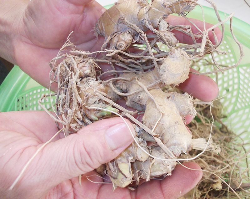 Công dụng của cây gừng gió