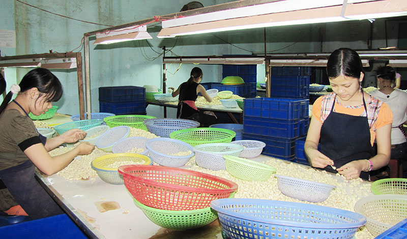 Hiệu quả đề án hỗ trợ nồi hơi chế biến hạt điều