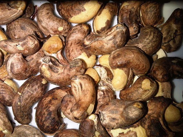 Gia hạn vay vốn xuất khẩu cho hạt điều