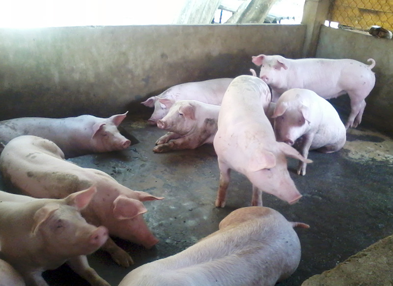 Vi phạm về h&agrave;nh nghề th&uacute; y sẽ bị phạt đến 15 triệu đồng