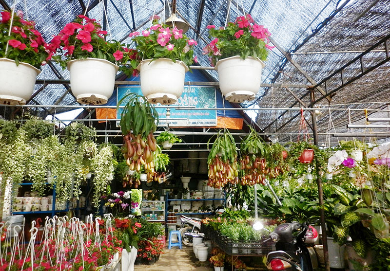 Vui buồn hoa kiểng tết