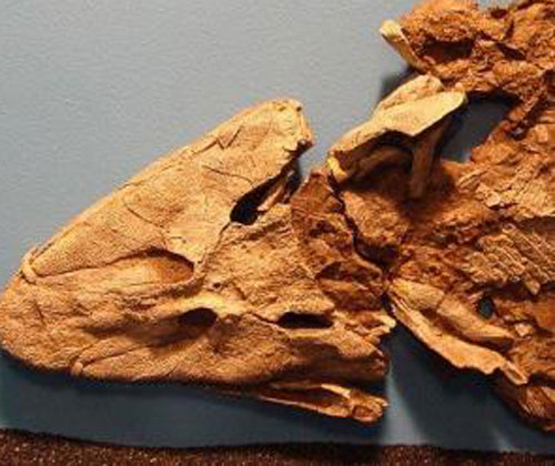 Hóa thạch ghi nhận chuyển tiếp từ vây cá thành chân