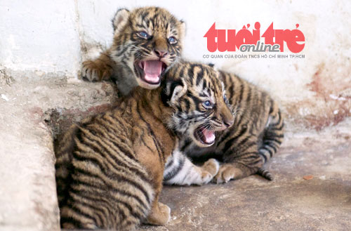 Hổ Đông Dương Thảo Cầm Viên Sài Gòn sinh 5 con