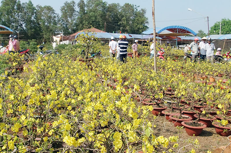 Ngày 23-1 khai mạc hội chợ hoa xuân Giáp Ngọ