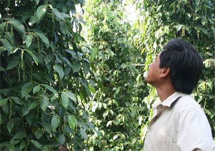 Xây dựng nhãn hiệu hồ tiêu Lộc Ninh 