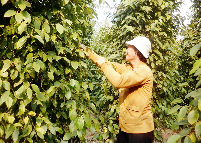 HỖ TRỢ NÔNG NGHIỆP - thắt chặt hơn mối quan hệ Việt - Lào