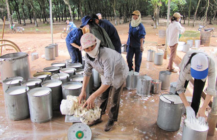 N&ocirc;ng trường 3 cao su Ph&uacute; Riềng - điểm s&aacute;ng học v&agrave; l&agrave;m theo B&aacute;c