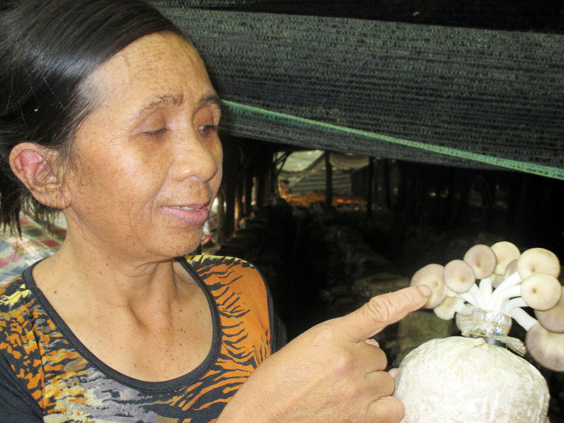 Tăng thu nhập nhờ trồng nấm bào ngư xám