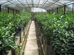 Quảng c&aacute;o giống c&acirc;y trồng kh&ocirc;ng c&oacute; trong danh mục sẽ bị phạt