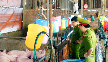 Ph&aacute;t hiện cơ sở chuy&ecirc;n bơm nước v&agrave; thuốc ngủ v&agrave;o heo thịt