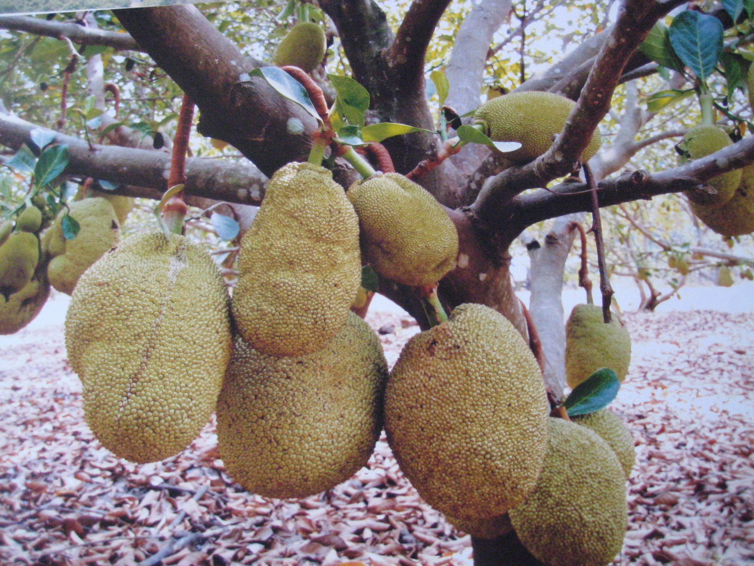 Giá mít Thái tăng