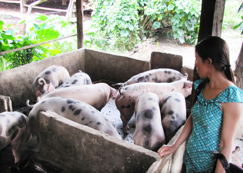 Triển khai văn bản về xử phạt liên quan đến chăn nuôi - thú y