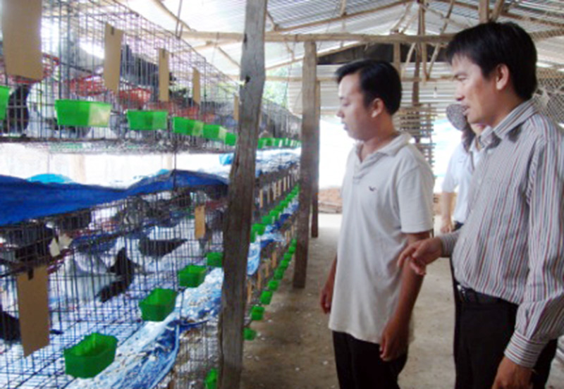 Làm giàu từ nuôi chim cút và bồ câu