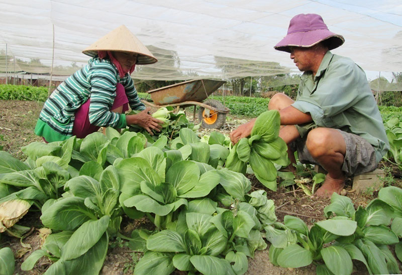 Làng rau vào tết