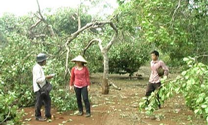 Mưa lớn và lốc xoáy gây thiệt hại hàng trăm ha điều ở xã Đoàn Kết