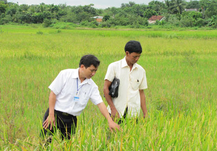 Đồng bào Xêtiêng ở Hớn Quản được mùa lúa nhờ áp dụng khoa học - kỹ thuật vào sản xuất