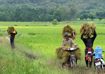 Người tham gia bảo hiểm nông nghiệp được hưởng nhiều ưu đãi