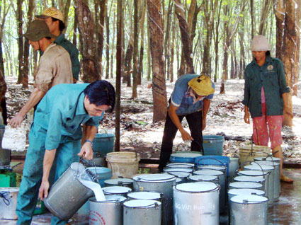 Đến 30-5-2012, tổng hợp xong kết quả triển khai Luật Thuế sử dụng đất phi n&ocirc;ng nghiệp 